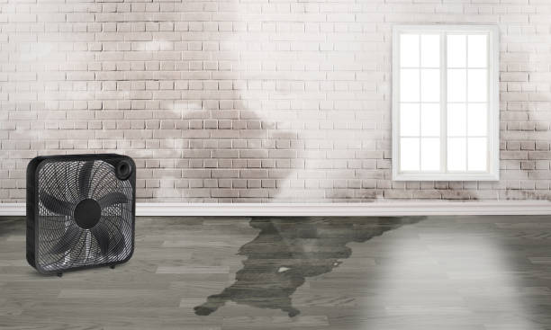 Best Flood damage cleanup  in Brookhaven, PA